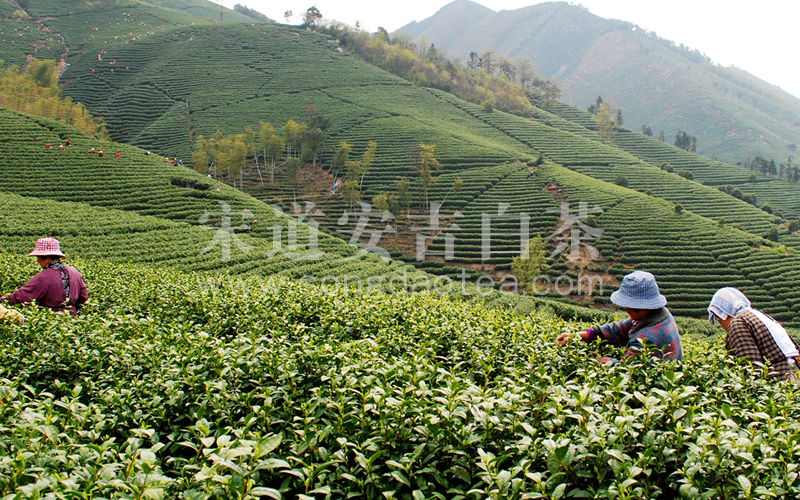 宋道生态茶园7